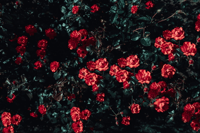 flowers, beauty in nature, blossom, garden, full frame, plant, roses, spring, freshness, petal, sunlight, vulnerability, nature, red, backgrounds, bush