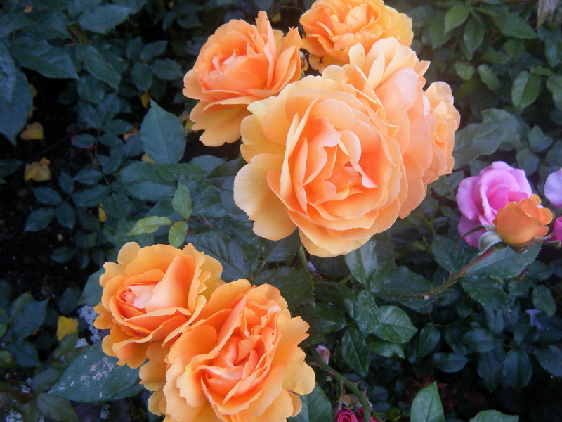 flower Head, flowering plant, nature, petal, fragility, high angle view, gentle, orange color, macro, freshness, close-up, inflorescence, summer, roses