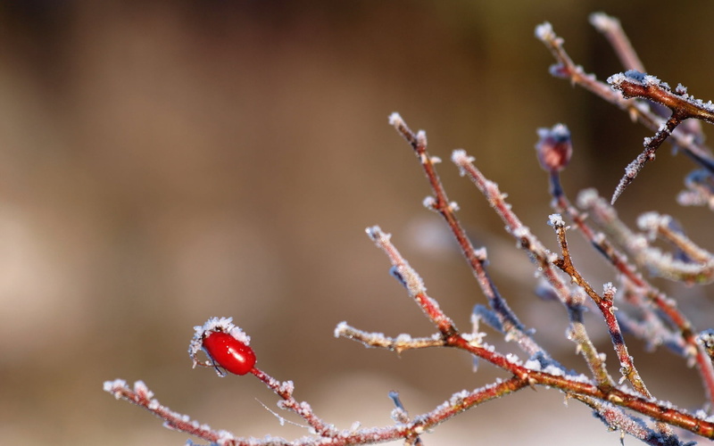 branch, outdoors, day, color Image, focus on foreground, growth, freshness, fruit, twig, backgrounds, leaf, springtime, botany, plant, vulnerability, blue