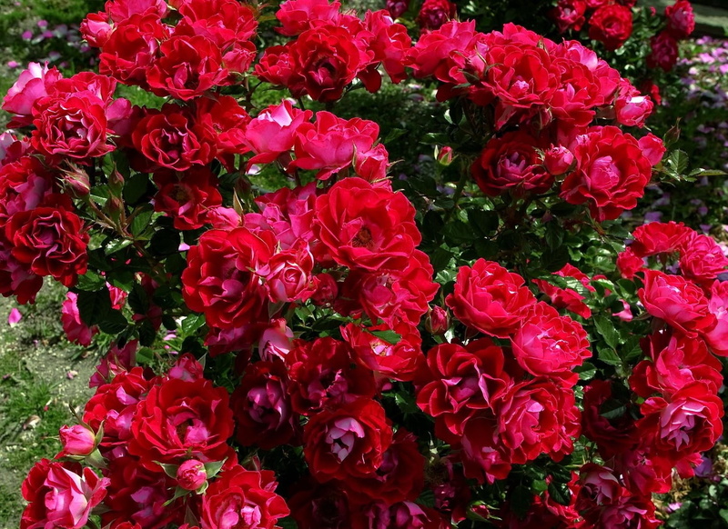 flower Head, outdoors, blossom, beautifully, rose - Flower, formal Garden, summer, green Color, flowering plant, bushes, plant, rose, vulnerability, inflorescence