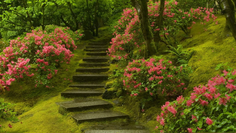 green color, 1080P, plant, tree, growth, staircase, scenics - nature, no people, the way forward, freshness, outdoors, beauty in nature, day, land, tranquility