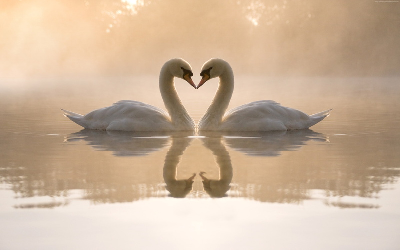 lake, couple, 4K, 4k, swan, love image