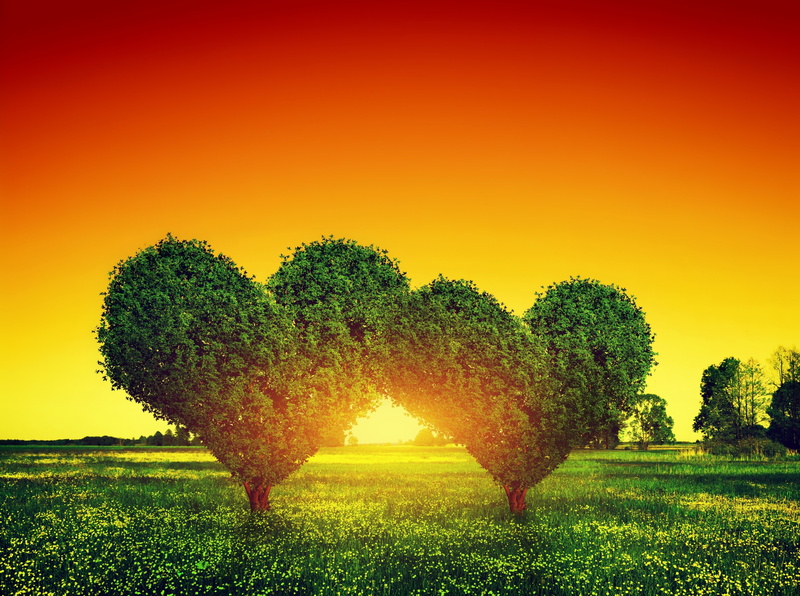 love image 4k  full screen, field, beauty in nature, tranquil scene, landscape, sunset, grass, plant, nature, plantation, scenics - nature, tree, green color