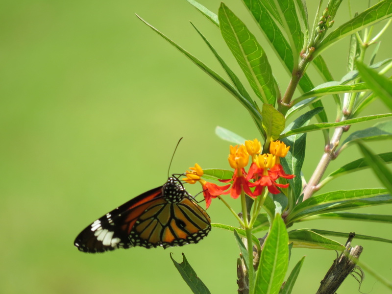 wildflower, butterfly, nature lover, colorful, fragility, color, thrill thrush, flying, flower head, invertebrate, growth, vulnerability, colored, life