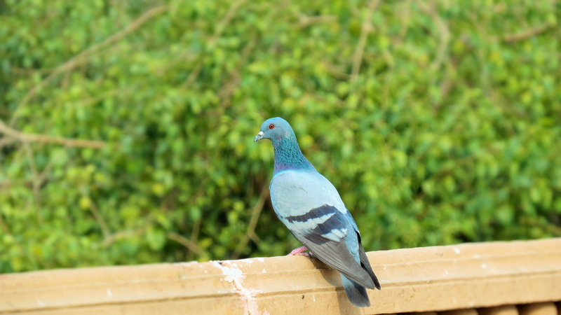 animals in the wild, outdoors, nature, dom, beak, Bird, perching, green color, flying, animal themes, Pigeon, peace, tree, 4K, feather, Peace, plant, Wildlife