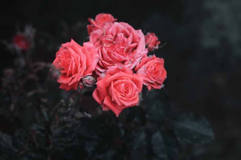 inflorescence, plant, backgrounds, flower, summer, close-up, outdoors, petal, nature, pink Color, bouquet, single Flower, focus on foreground, fragility