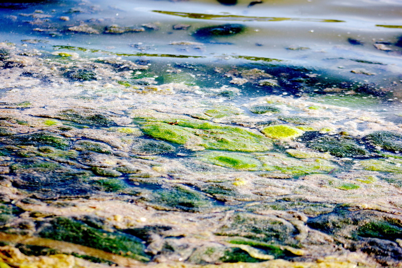 5K, sea, backgrounds, water, slime, day, variation, movement, floating, rock - object, mire, muck, algae, pollution, pond, textured, flowing