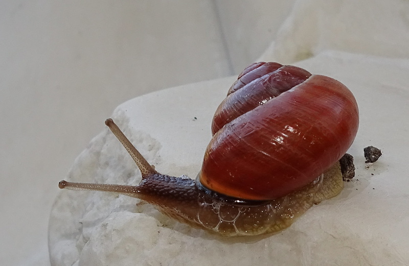 view, animal wildlife, animal themes, 1080P, brown, boredom, nature, probe, animal, mollusk, gastropod, gastropoda, slimy, animal antenna, bauchfüsser
