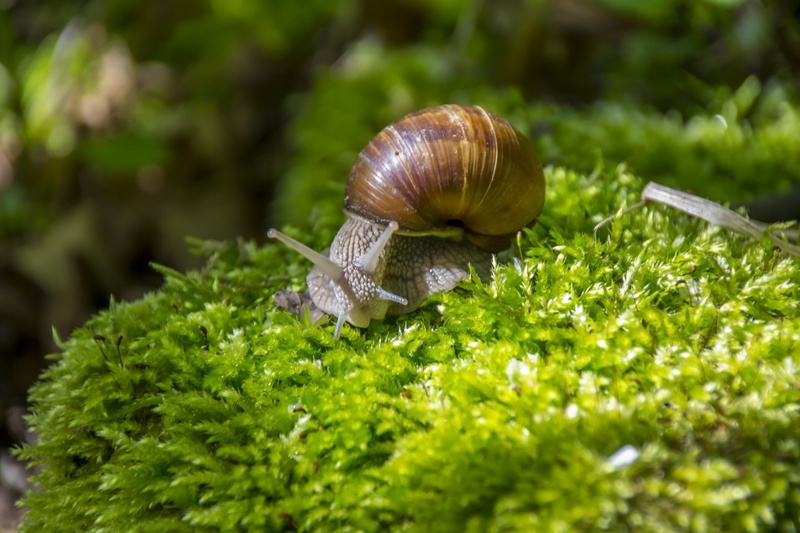 crawling, color, gastropod, the delicacy, close-up, near, shell, detail, animal wildlife, macro, forest, helix, image, mollusk, animals in the wild, green color