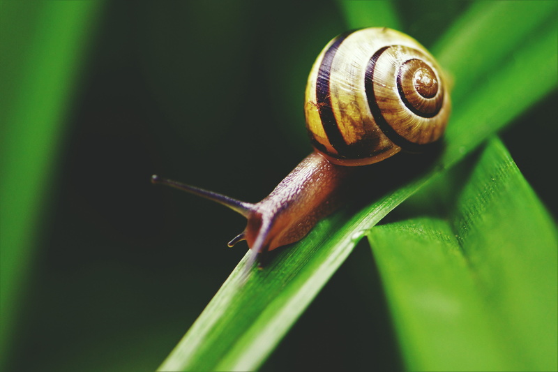 shell, one animal, crawling, plant part, snails, shot, slow, leaf, nature, mollusk, natural, gastropod, animal shell, snail, insect, close-up, spiral, wildlife