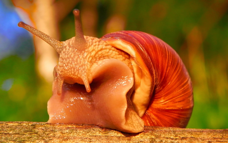 brown, still life, 2K, slimy, grass, gastropod, animal, slug, macro, crawling, animal themes, wildlife, spiral, orange color, outdoors, no people, animals in the wild