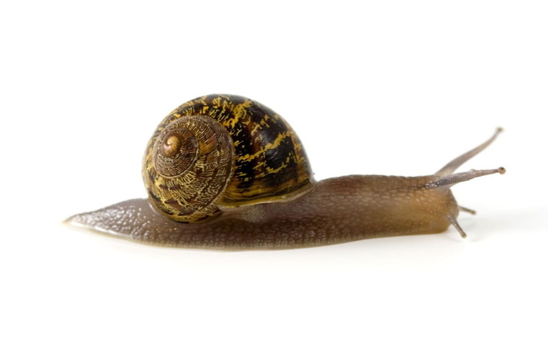 macro, univalve, Molluscs, no people, crawling, nature, white background, close-up, studio shot, wildlife, spiral, invertebrate, side view, boredom, one Animal