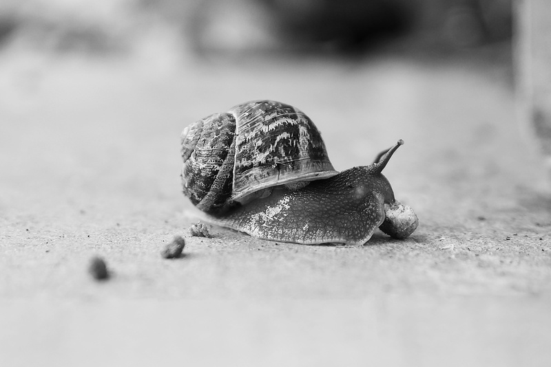 desktop, animal body part, day, boredom, surface level, animal shell, nature, shell, black and white, fauna, garden, close, slow, spiral, animals in the wild