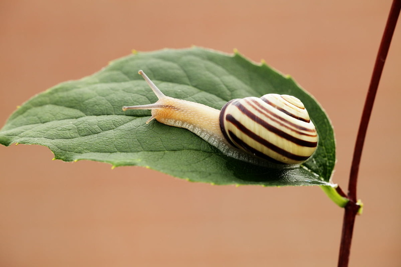 slug, black, shell, yellow, leaf, slow, crawling, mollusk, 480P, green leaf, snail, gastropod, macro, nature, insect, green, animal, close-up, wildlife
