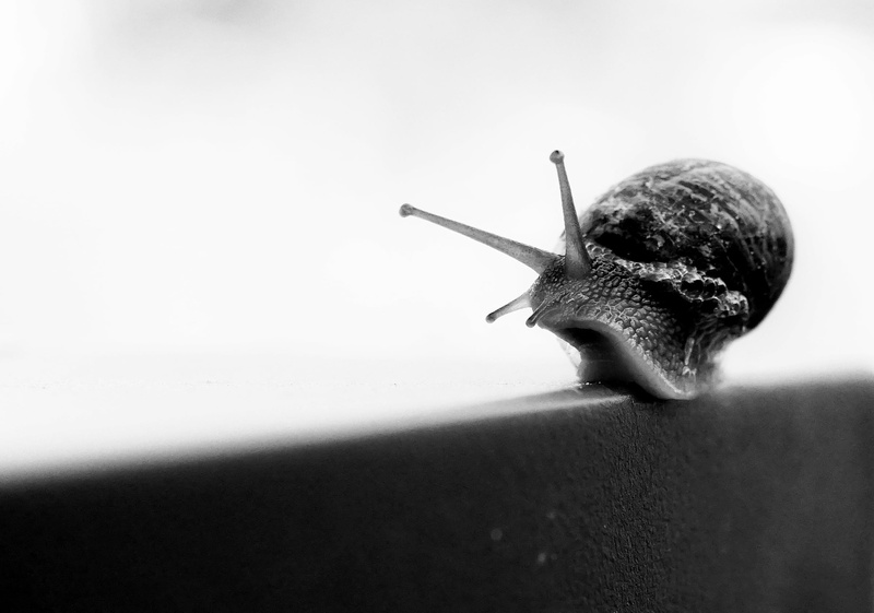 animal antenna, close-up, nature, animal, animal shell, one animal, shell, small, slow, boredom, crawling, slime, invertebrate, mollusk, copy space, slug