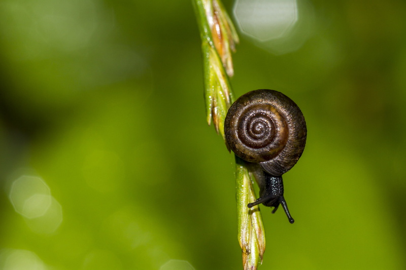 f/2, twig, Specular Highlights, invertebrate, Valentine, Wishing, 5K, UK, USM, shelled, Bokeh, brown, Snail, animal, happy, mollusk, DOF, gastropod, Macro