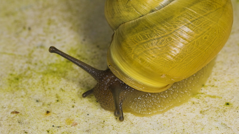 yellow, close-up, animal antenna, animal, crawling, focus on foreground, mollusk, marine, animal body part, animal Shell, animal themes, slippery, invertebrate