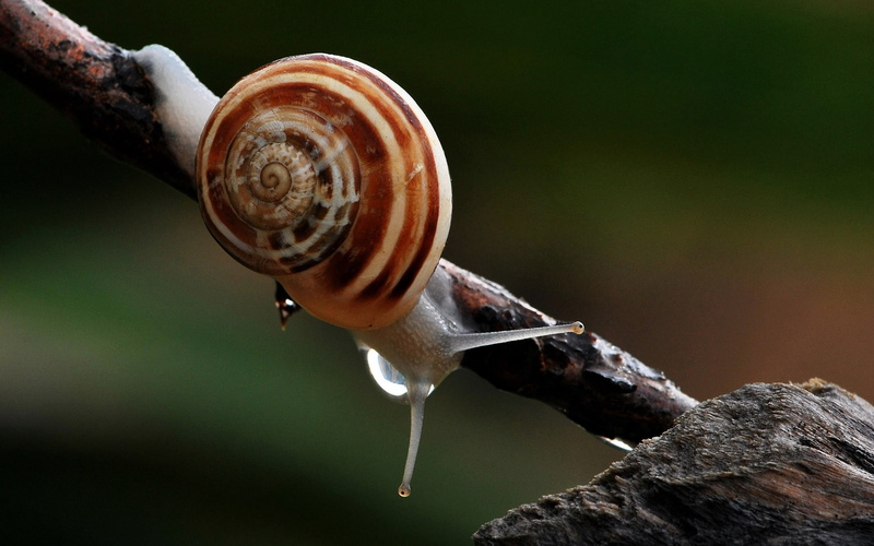 garden Snail, close-up, gastropod, slippery, slug, nature, solid, rock - object, water, sticky, animal themes, insect, shell, macro, one animal, animal Antenna