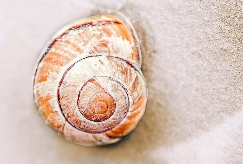 nature, close-up, beach, photo, day, no people, high angle view, 2K, food and drink, geometric shape, gastropod, orange, close, indoors, mollusk, spiral