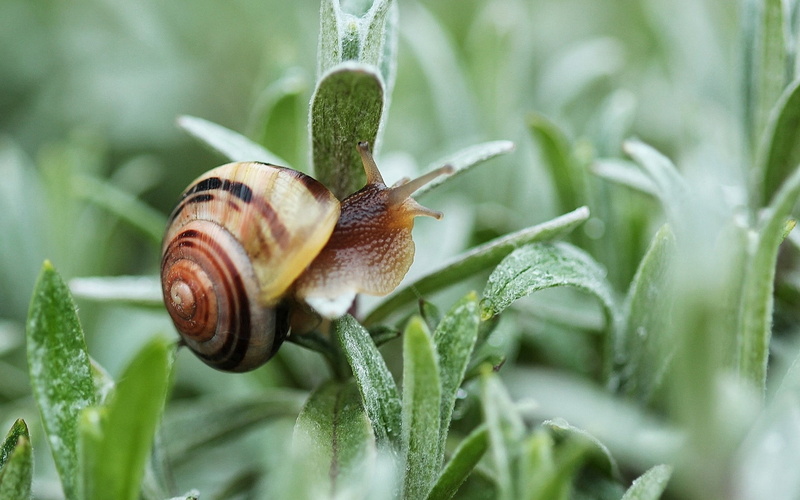 gastropod, green Color, pest, plant part, slimy, mollusk, nature, animal shell, beige, outdoors, leaf, spiral, close-up, slug, plant, small, insect, no people
