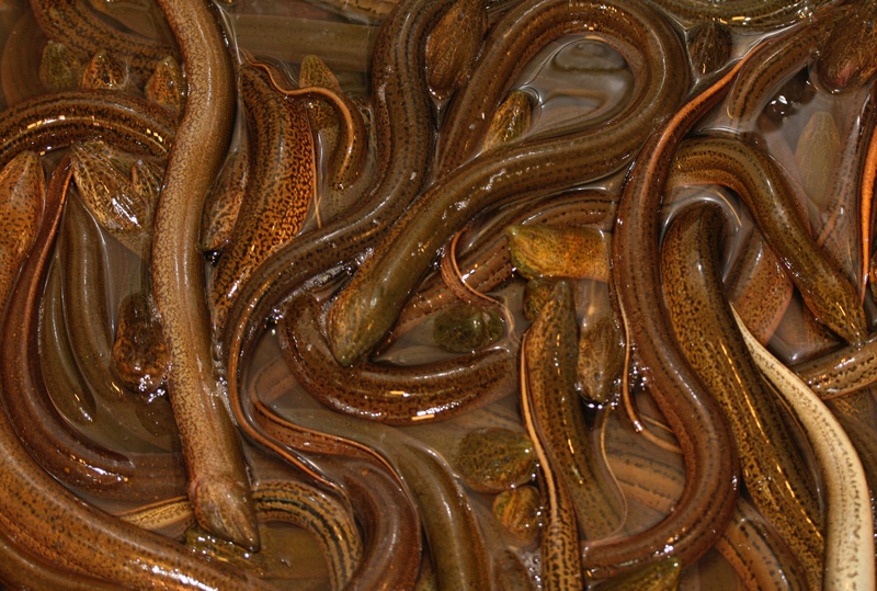 food and drink, fish, texture, eels, backgrounds, transportation, water, slippery, animal, indoors, brown, animal themes, close-up, market, chaos, for sale