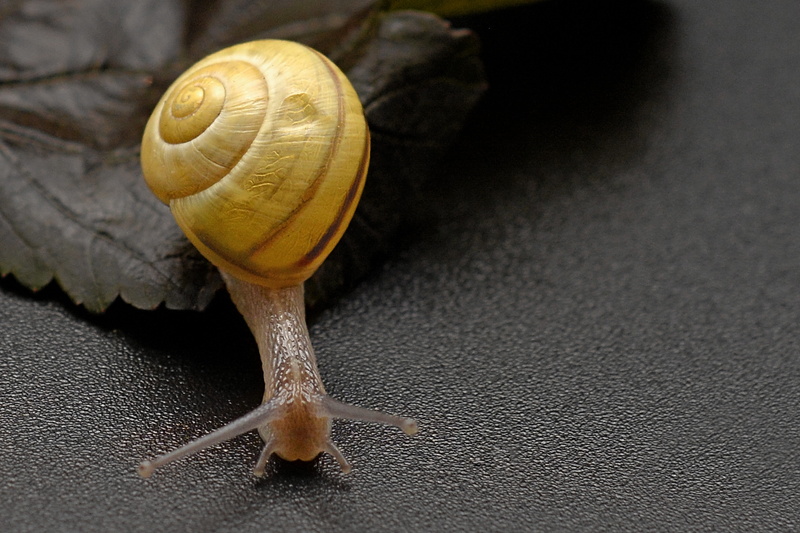 animal themes, animals in the wild, one animal, animal, mucus, animal wildlife, 5K, snail, crawling, surface, invertebrate, photo, no people, gastropod