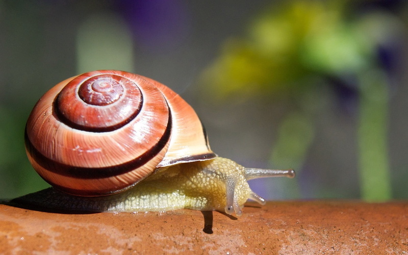 wildlife, animal body part, mollusk, invertebrate, gastropod, speed, snail, macro, spiral, animal wildlife, slimy, outdoors, slow, close-up, branch, crawling