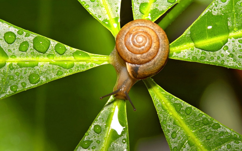 1080P, wildlife, animals in the wild, plant part, macro, growth, dew, animal, beauty In Nature, leaf, plant, animal Shell, backgrounds, wet, crawling