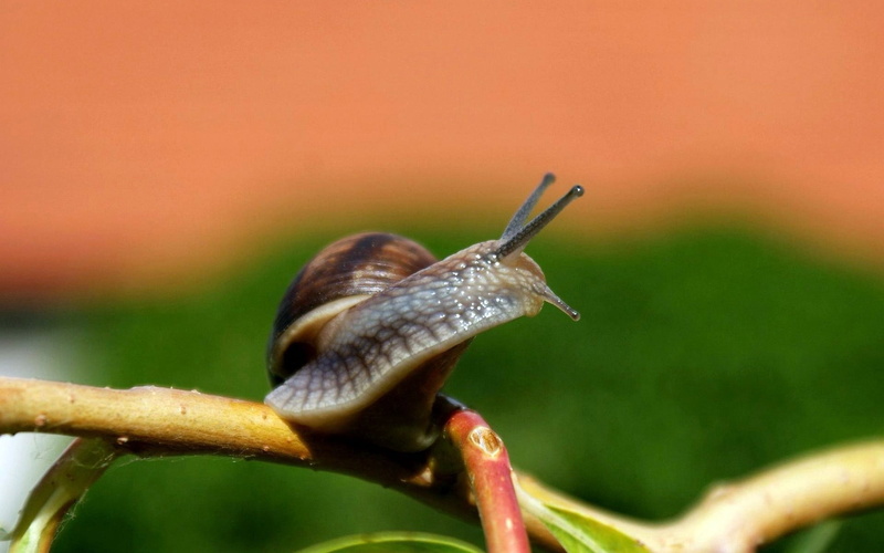 animals in the wild, animal, insect, one Animal, shell, animal body part, mucus, slug, antennae, green Color, small, wildlife, eyes, macro, animals And Pets