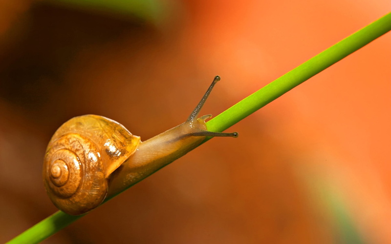 nature, insect, background, gastropod, crawl, formal Garden, animal themes, animal wildlife, escargot, green Color, small, day, slow, brown, sliding, wildlife