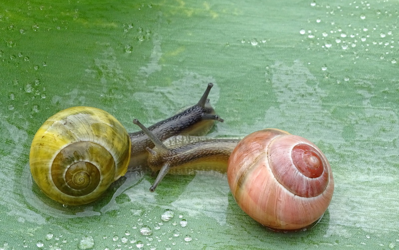 snail, mollusk, boredom, nature, crawling, animal, animal themes, animal antenna, slowly, housing, one animal, 4K, close-up, animal shell, animals in the wild