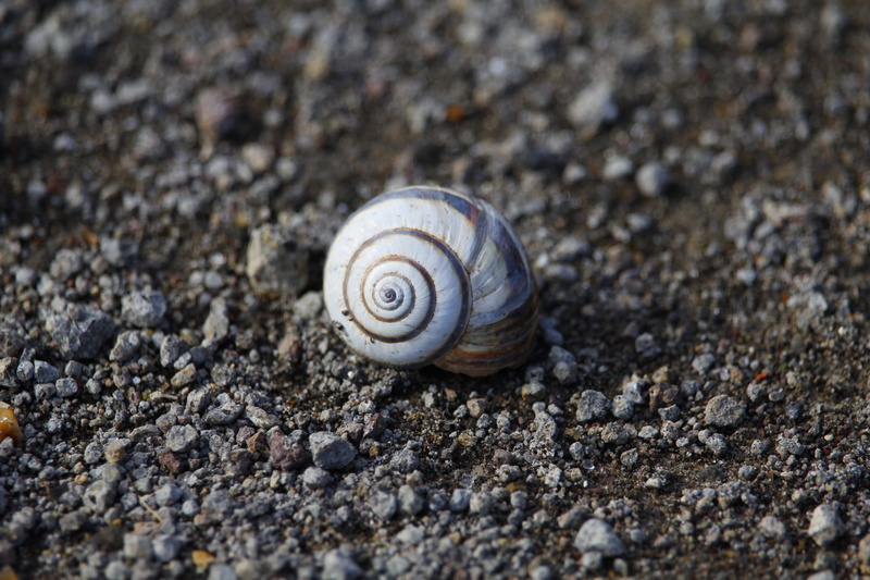 macro, one animal, escargot, spiral, Shell, natural pattern, Gastropod, snail-shell, brown, animal themes, invertebrate, land, animal shell, animal wildlife
