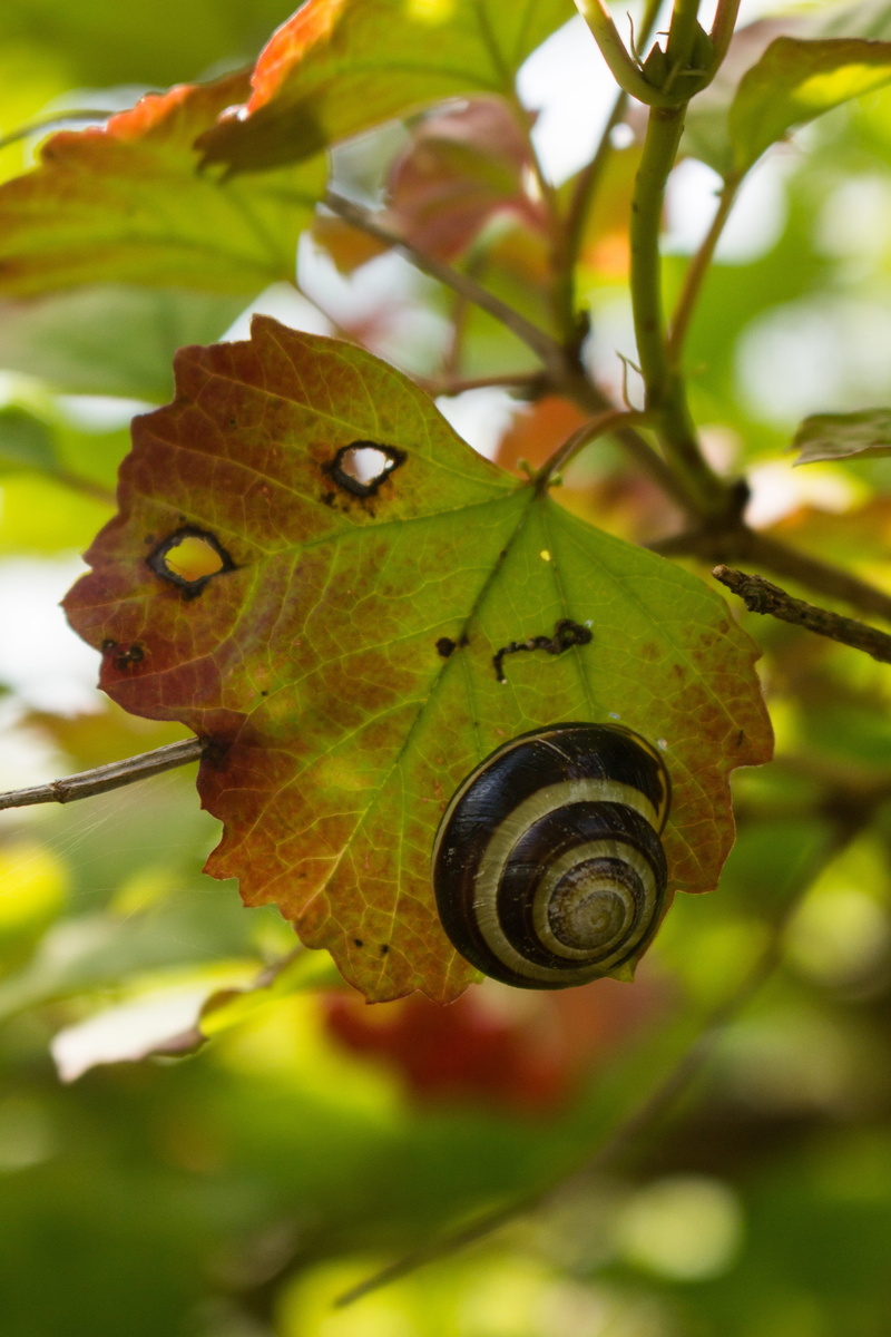 outdoors, invertebrate, autumn, slimy, animal, sheet, animals in the wild, leaf, beauty in nature, butterfly - insect, close-up, animal wildlife, biology