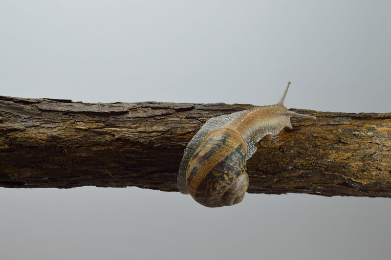 nature, slimy, focus, mollusk, animal themes, outdoors, gastropod, animal shell, animal, close-up, no people, snail, trees, animal wildlife, copy space