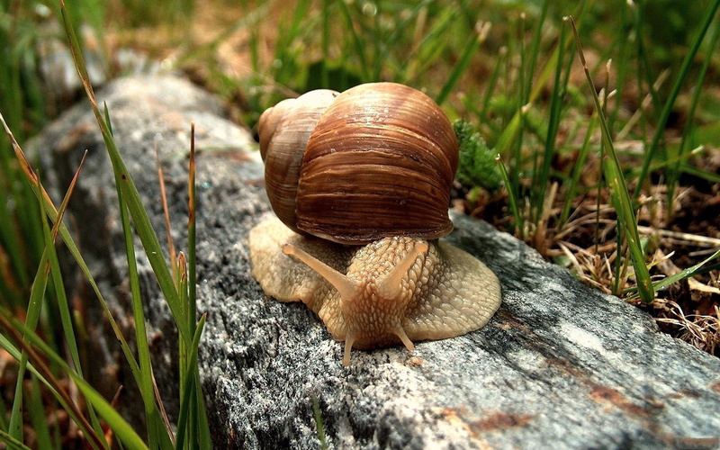 animals in the wild, selective focus, animal themes, mollusk, crawling, gastropod, grass, snail, animal shell, slippery, animal Antenna, spiral, wildlife