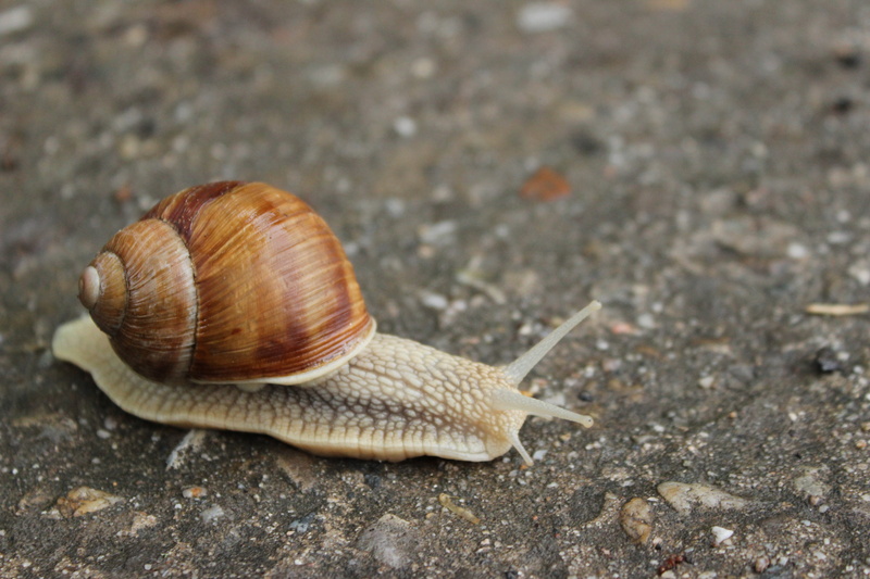 boredom, day, 5K, nature, invertebrate, snail, path, animal body part, mollusk, gastropod, animal antenna, animal themes, wildlife, crawling, brown, animals in the wild