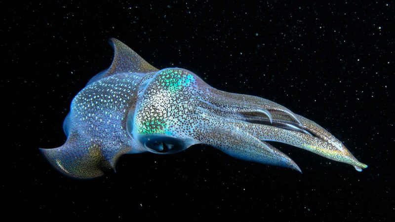 1080P, electric ray, no people, sea life, animal, fish, nature, sea slug, shark, animal themes, marine, puffer, beauty in nature, gastropod, tiger shark