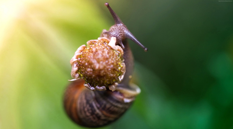 no people, animal wildlife, snail, growth, beauty in nature, plant, outdoors, invertebrate, selective focus, close-up, animals in the wild, nature, gastropod