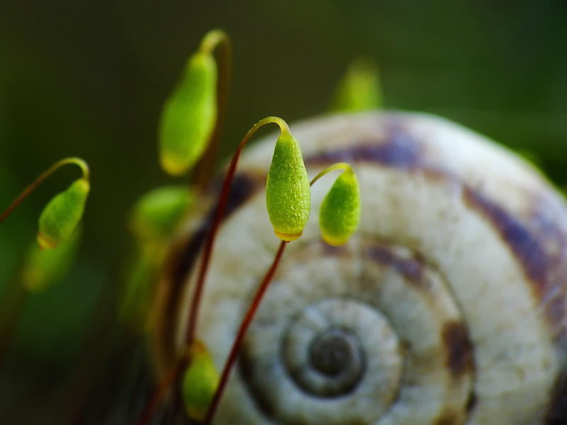 spiral, day, close-up, fragility, drop, leaf, plant stem, no people, outdoors, nature, vulnerability, 2K, green color, green, macro, leafed, focus on foreground