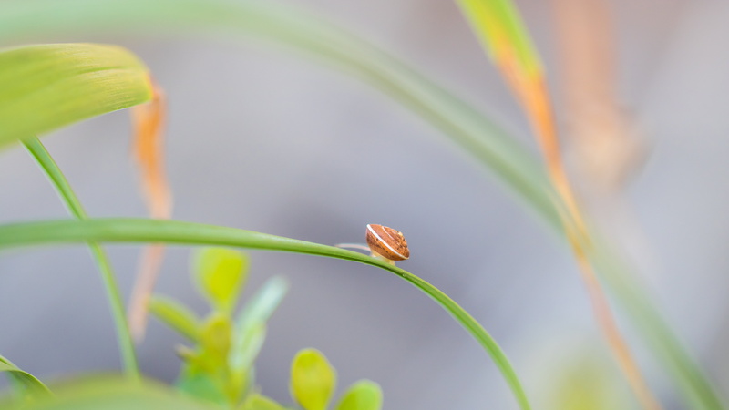 macro photography, Le départ, plant, leaf, insect, 5K, photography, nature, snail, close-up, macro, brown