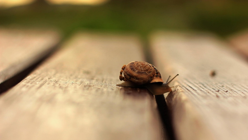 1080P, macro, wooden surface, snail, depth of field