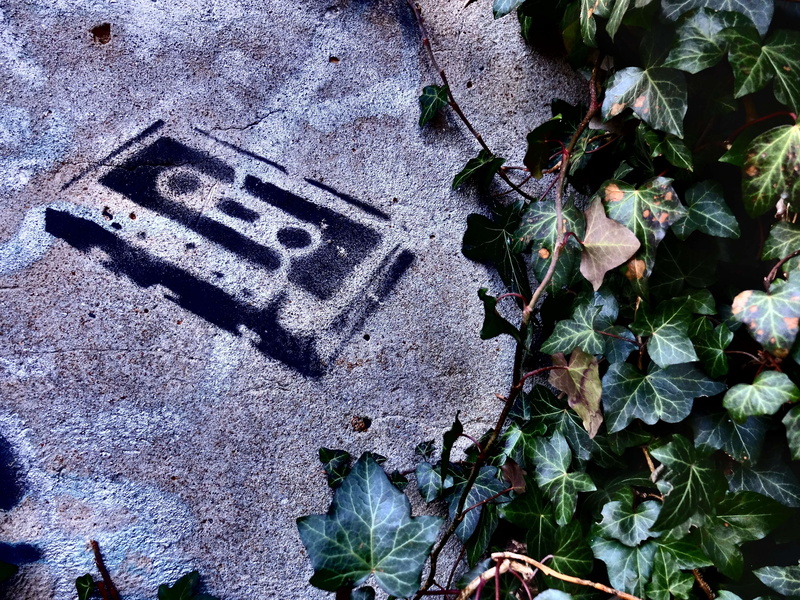 wall - building feature, growth, western script, high angle view, no people, textured, ivy, nature, grafitti, plant part, concrete, outdoors, communication