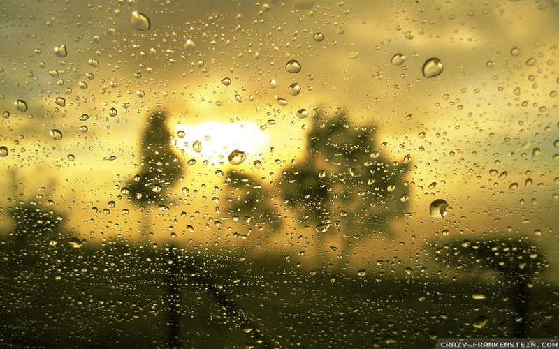 romantic, trees, full, green, rain, 1080P, romantic rain, love