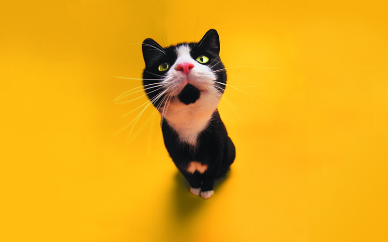 mouth open, close-up, domestic Cat, nature, fun, tuxedo, no People, domestic Animals, one Animal, portrait, color, yellow, looking at camera, domestic