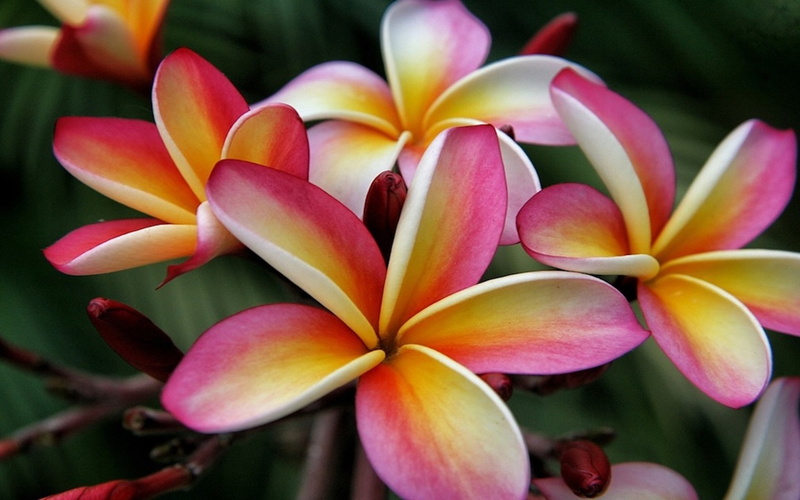 cutting, gardens, maui, plumeria, nani, 2K