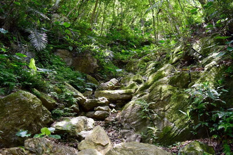 forest, no people, tree, trees, wilderness, forrest, stream - flowing water, rainforest, river, rock, taiwan, taipei city, nature, growth, tranquil scene