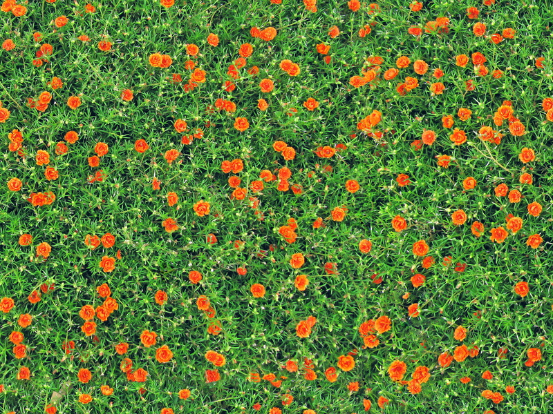 growth, pinks, field, green color, summer, blooming cover, many, abundance, uniform, flat, freshness, spring, nature, temperate flower, flower bed, land
