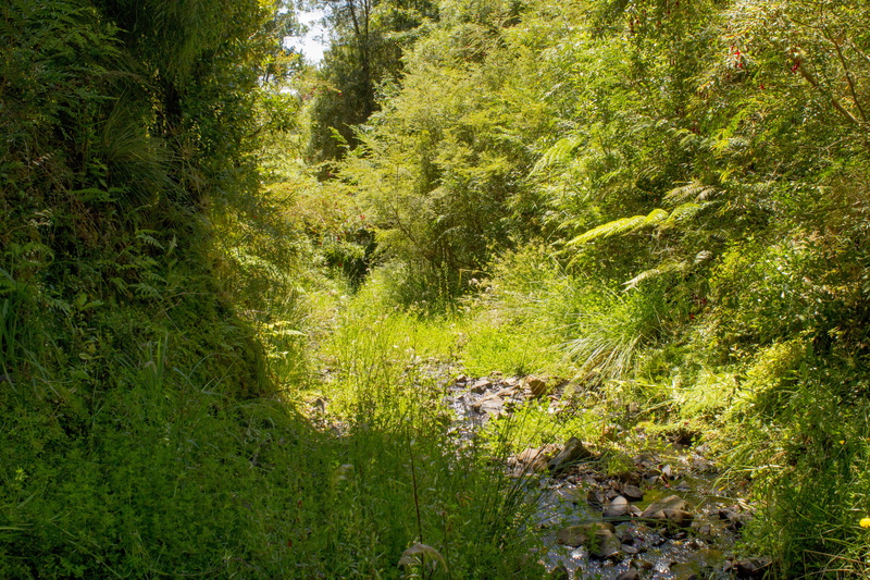 nature, remote, growth, land, tranquil scene, tranquility, biodiversidad, outdoors, forest, temperate forest, chiloe, rivers, naturaleza, sunlight, green color