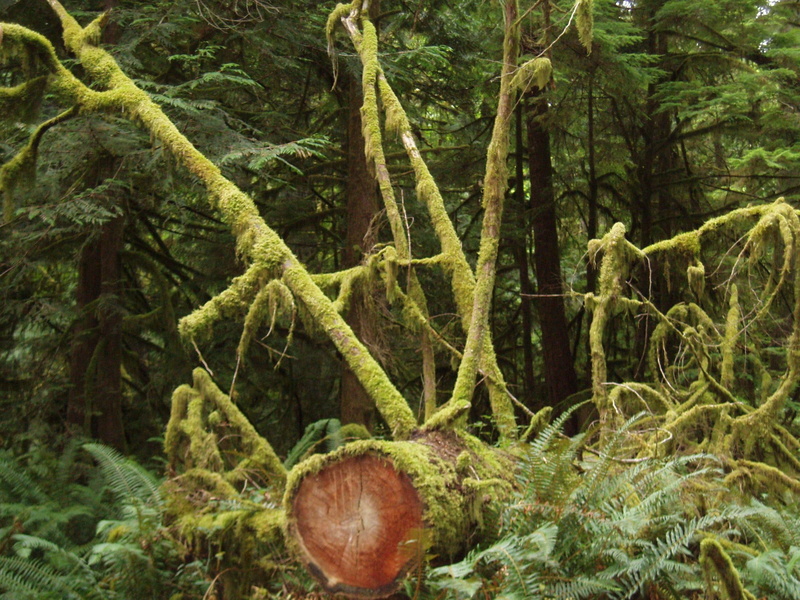 rain, moss, temperate, damp, forest, 1080P, nature and landscapes, tree