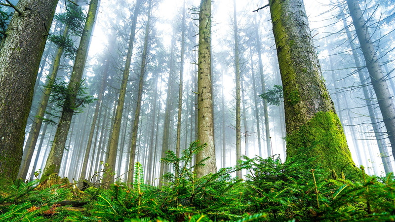 spruce fir forest, tree, fir, 1080P, green nature, old growth forest, fir forest, coniferous forest, spruce, woodland, temperate coniferous forest, forest